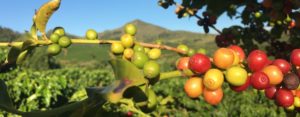 Café en árbol Sociedad Cooperativa de cafetaleros de Ciudad Barrios en El Salvador